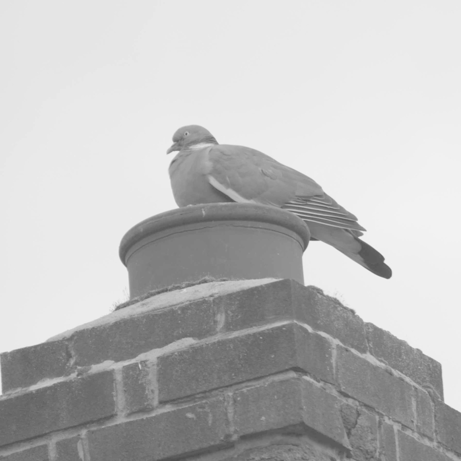 Slow cooking pigeon_15